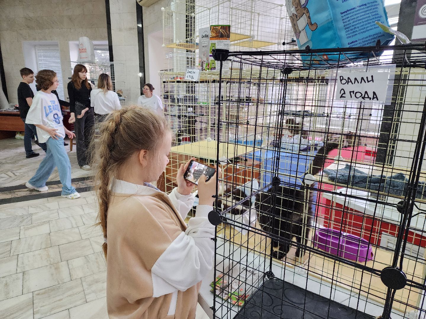 ногинск, кошки, приют, кошачий приют, гормон счастья, молодежный центр,