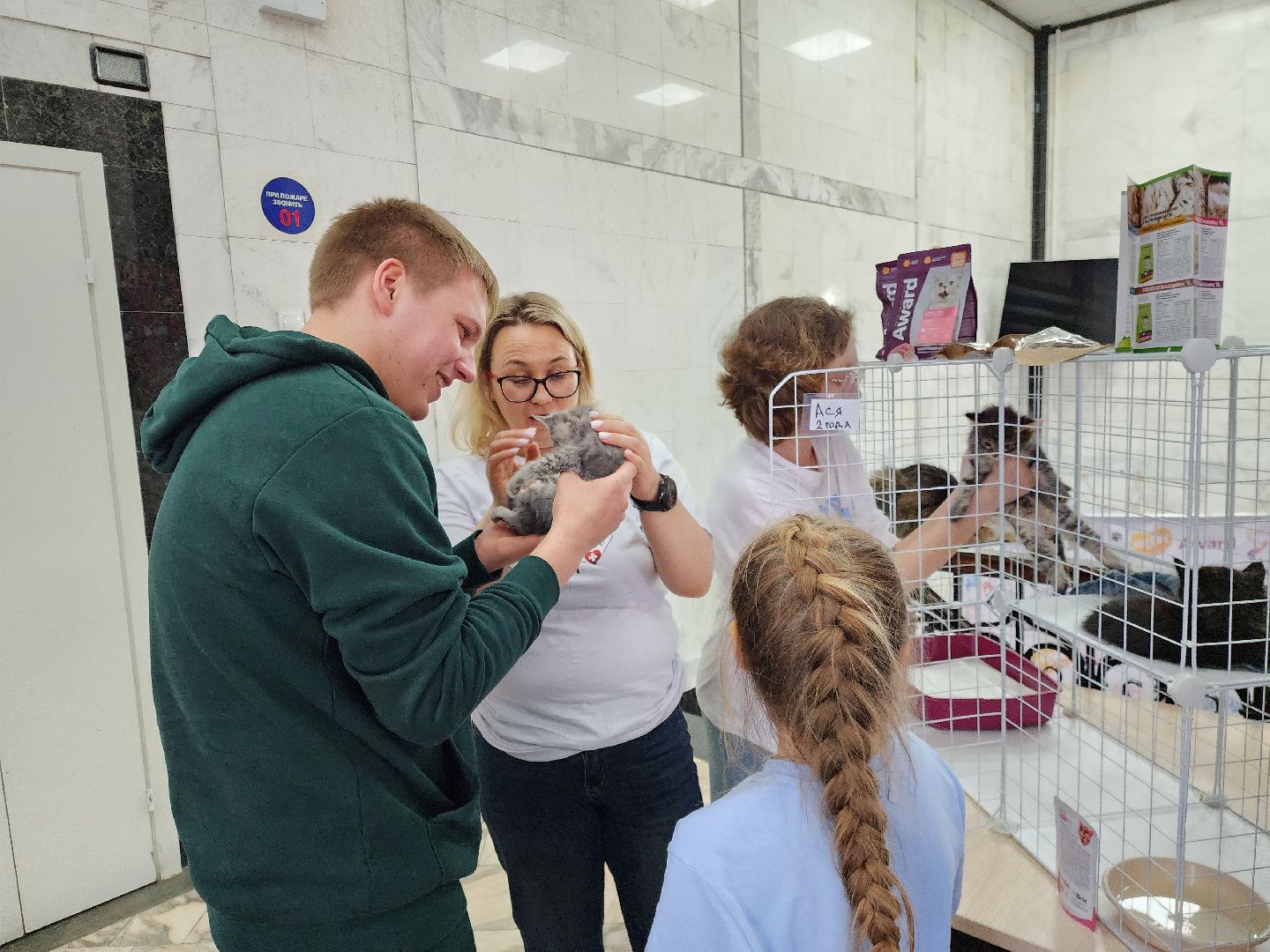 ногинск, кошки, приют, кошачий приют, гормон счастья, молодежный центр,