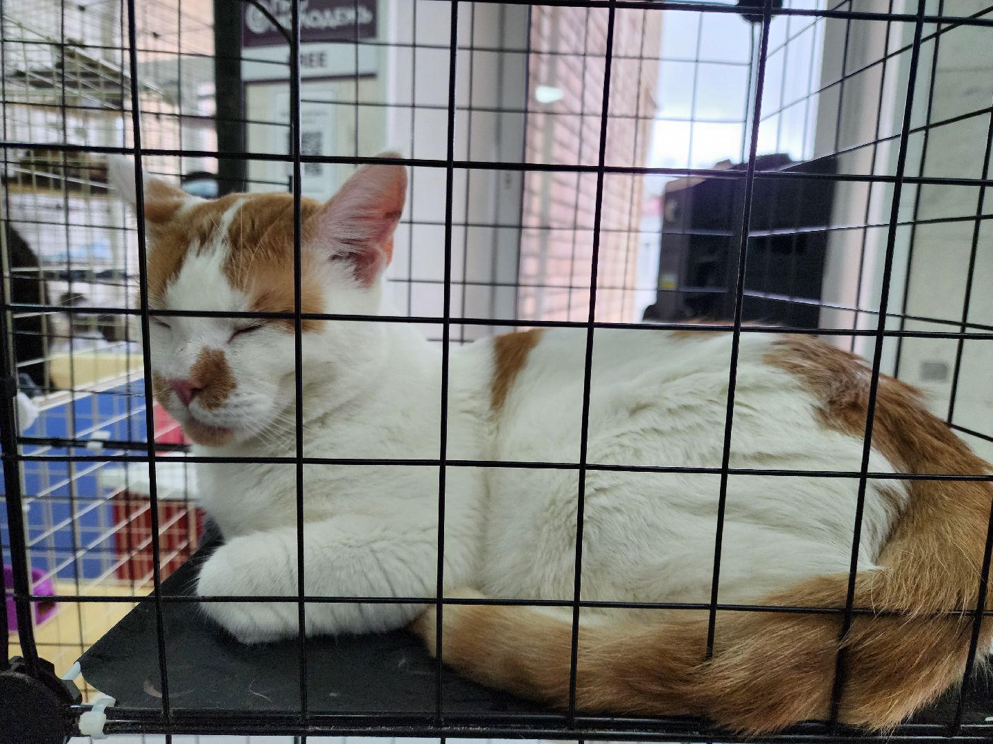 ногинск, кошки, приют, кошачий приют, гормон счастья, молодежный центр,