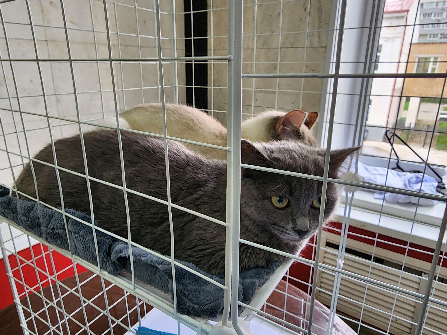 ногинск, кошки, приют, кошачий приют, гормон счастья, молодежный центр,