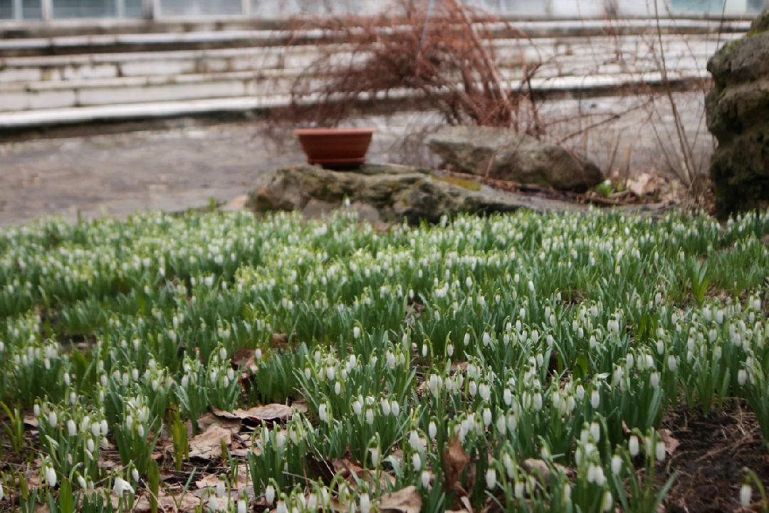 Пущино, первоцветы, благоустройство, экология