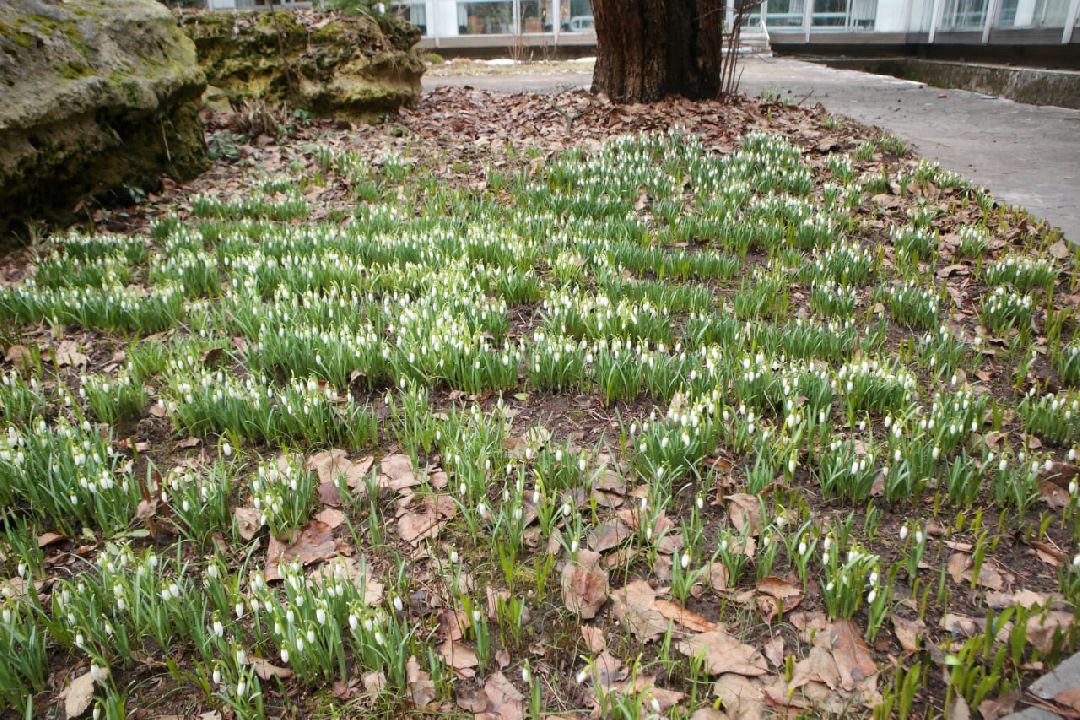 Пущино, первоцветы, благоустройство, экология