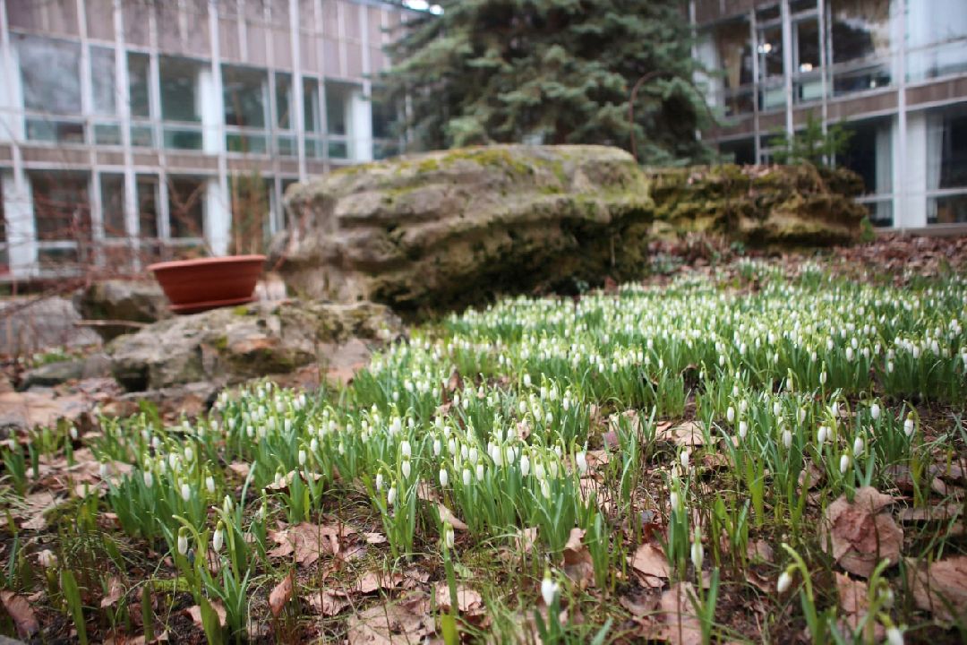 Пущино, первоцветы, благоустройство, экология