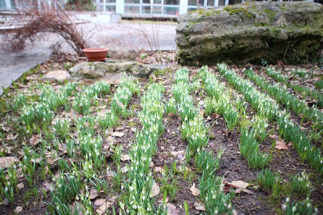 Пущино, первоцветы, благоустройство, экология