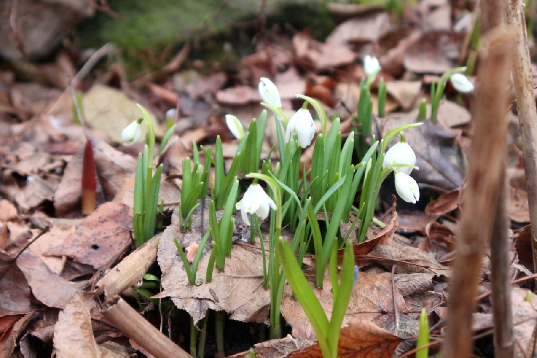 Пущино, первоцветы, благоустройство, экология