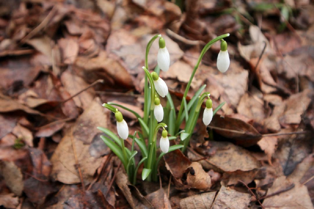 Пущино, первоцветы, благоустройство, экология