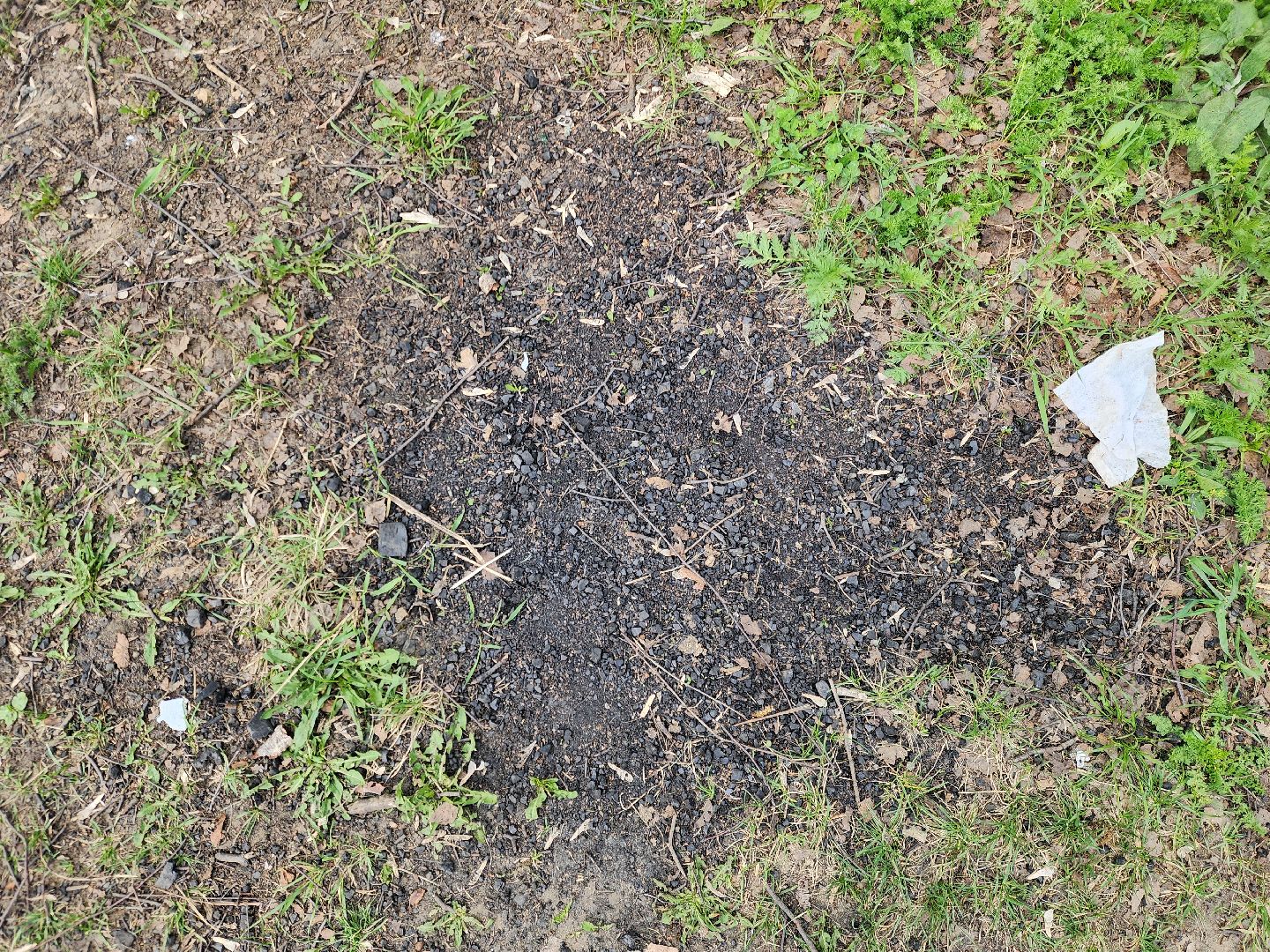 ногинск, богородский городский округ, пикник, пожары, лес,