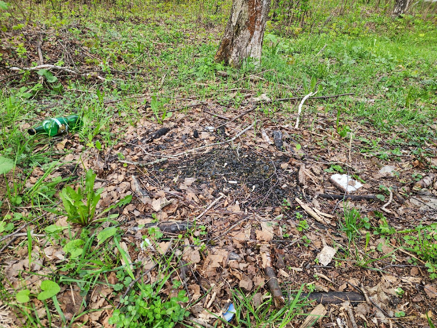 ногинск, богородский городский округ, пикник, пожары, лес,