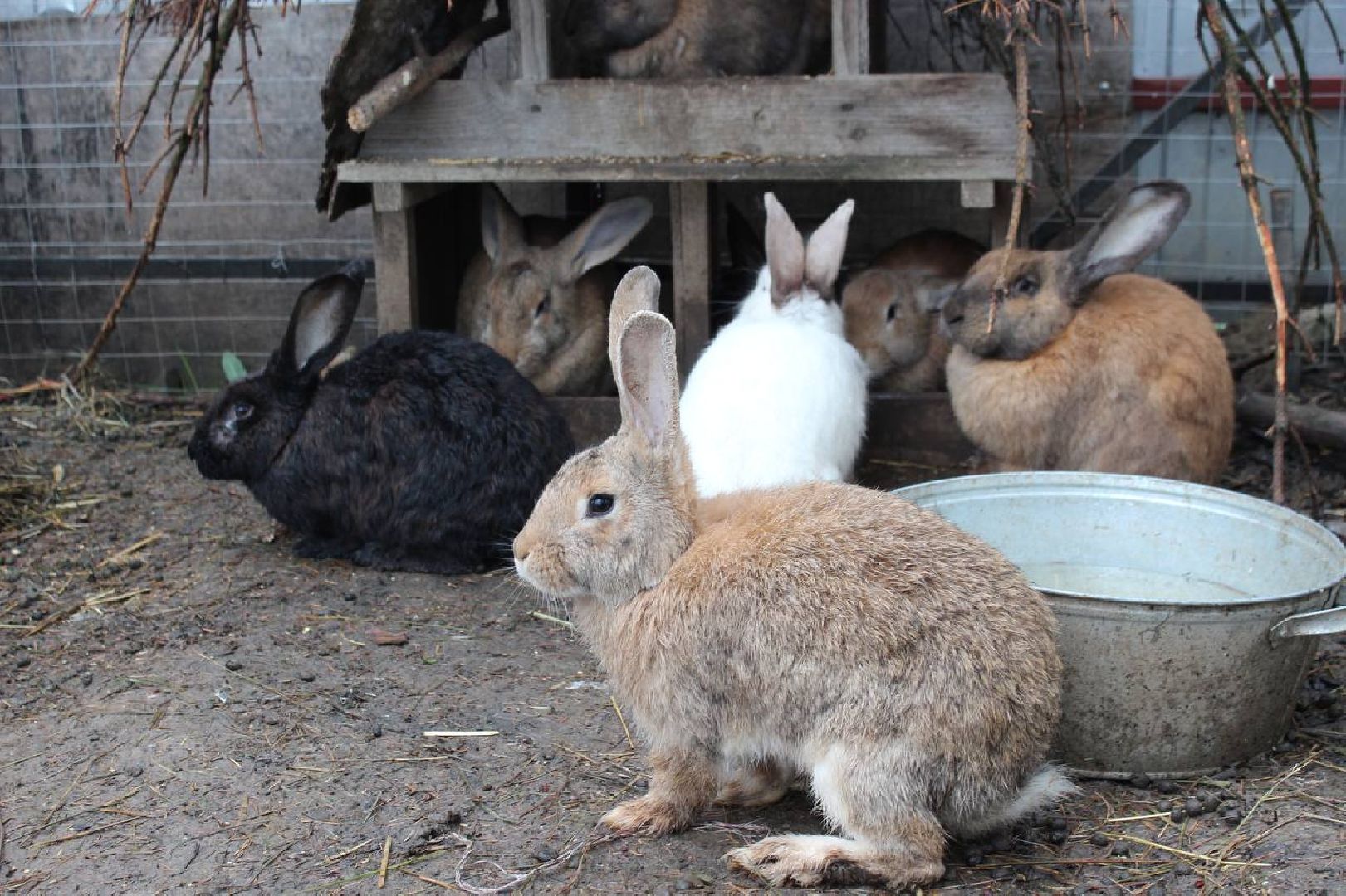 день добрых дел, наро-фоминск, приют беригиня, волонтеры, движение первых подмосковья,