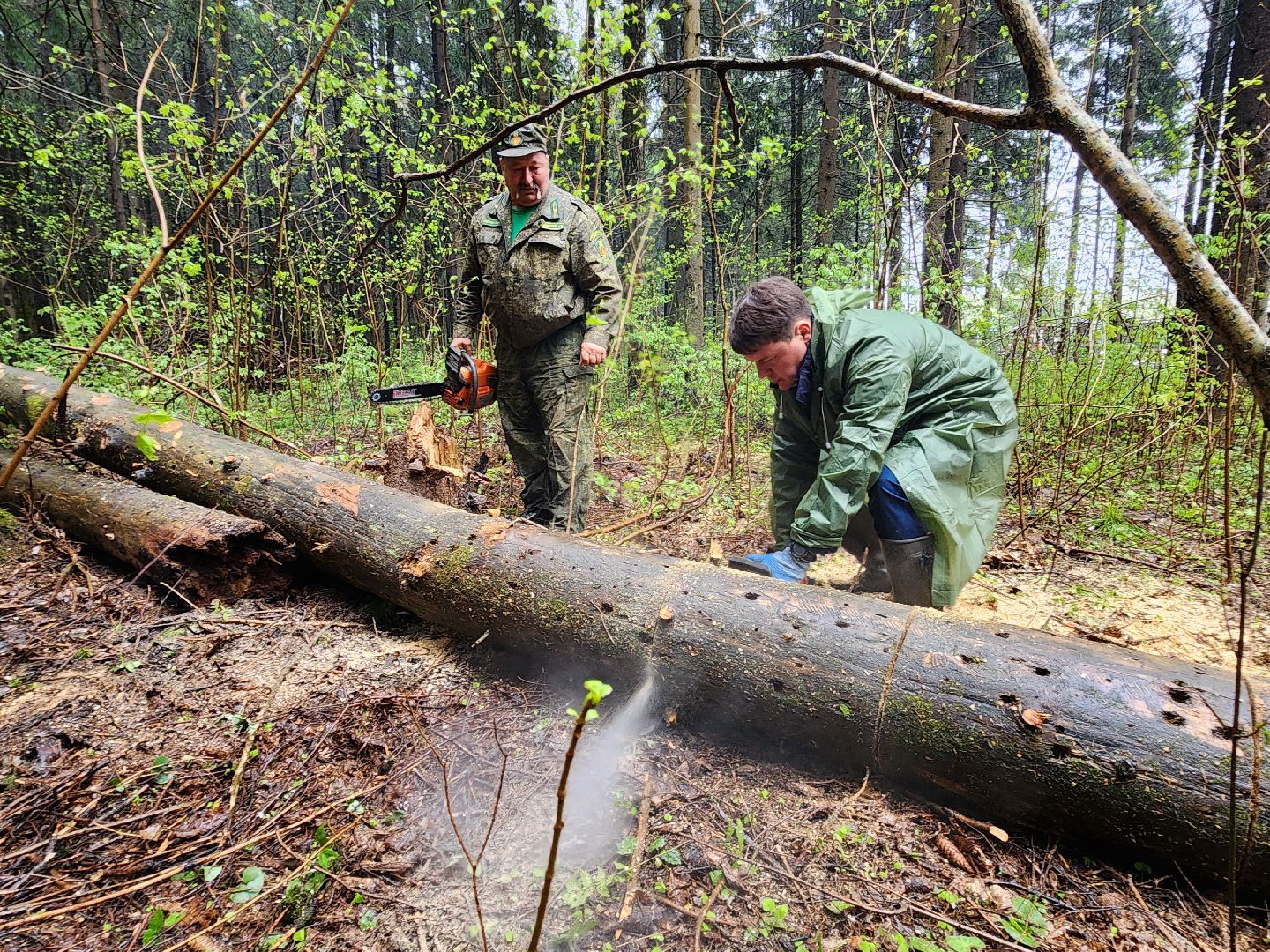 субботник, лесничество,