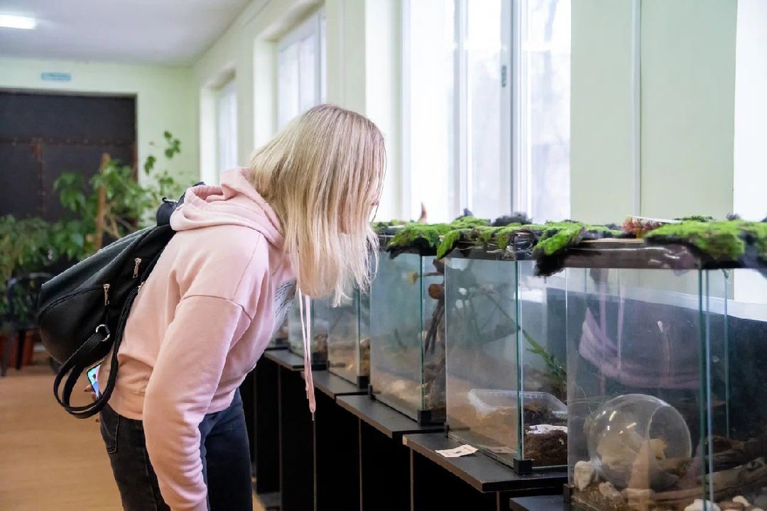 Выставка, Орехово-Зуево, дом Оглоблина, бабочки