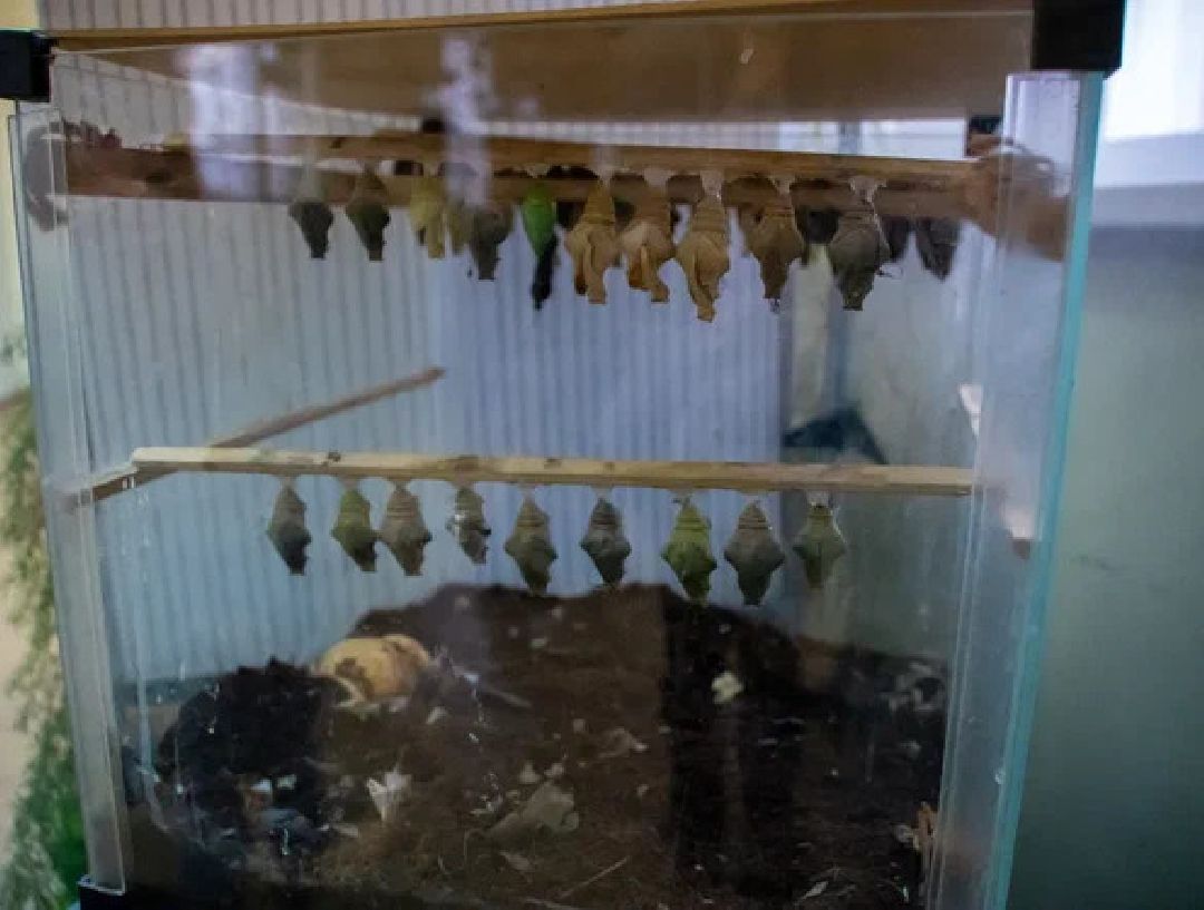 Выставка, Орехово-Зуево, дом Оглоблина, бабочки