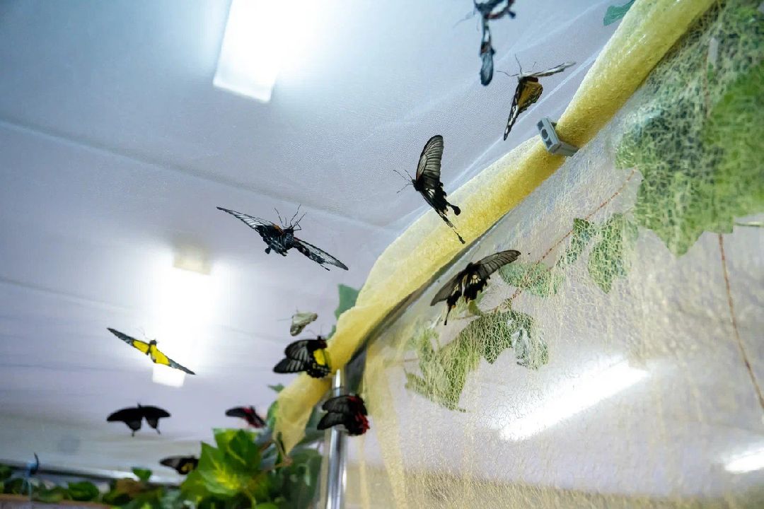 Выставка, Орехово-Зуево, дом Оглоблина, бабочки