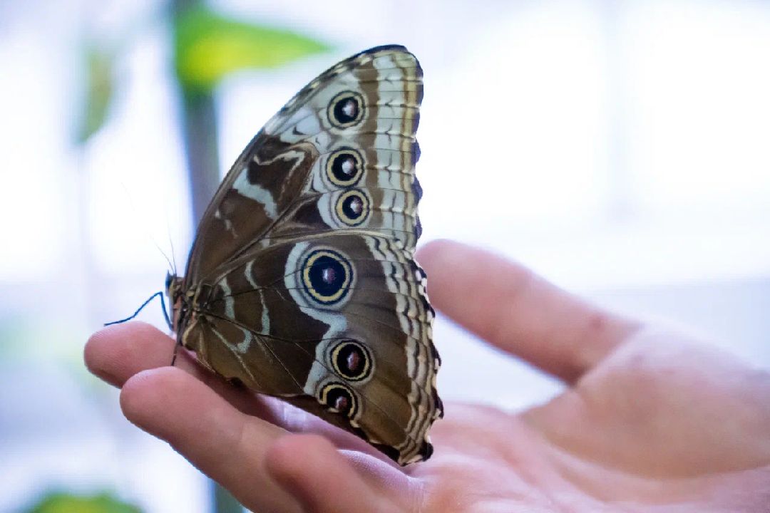 Выставка, Орехово-Зуево, дом Оглоблина, бабочки