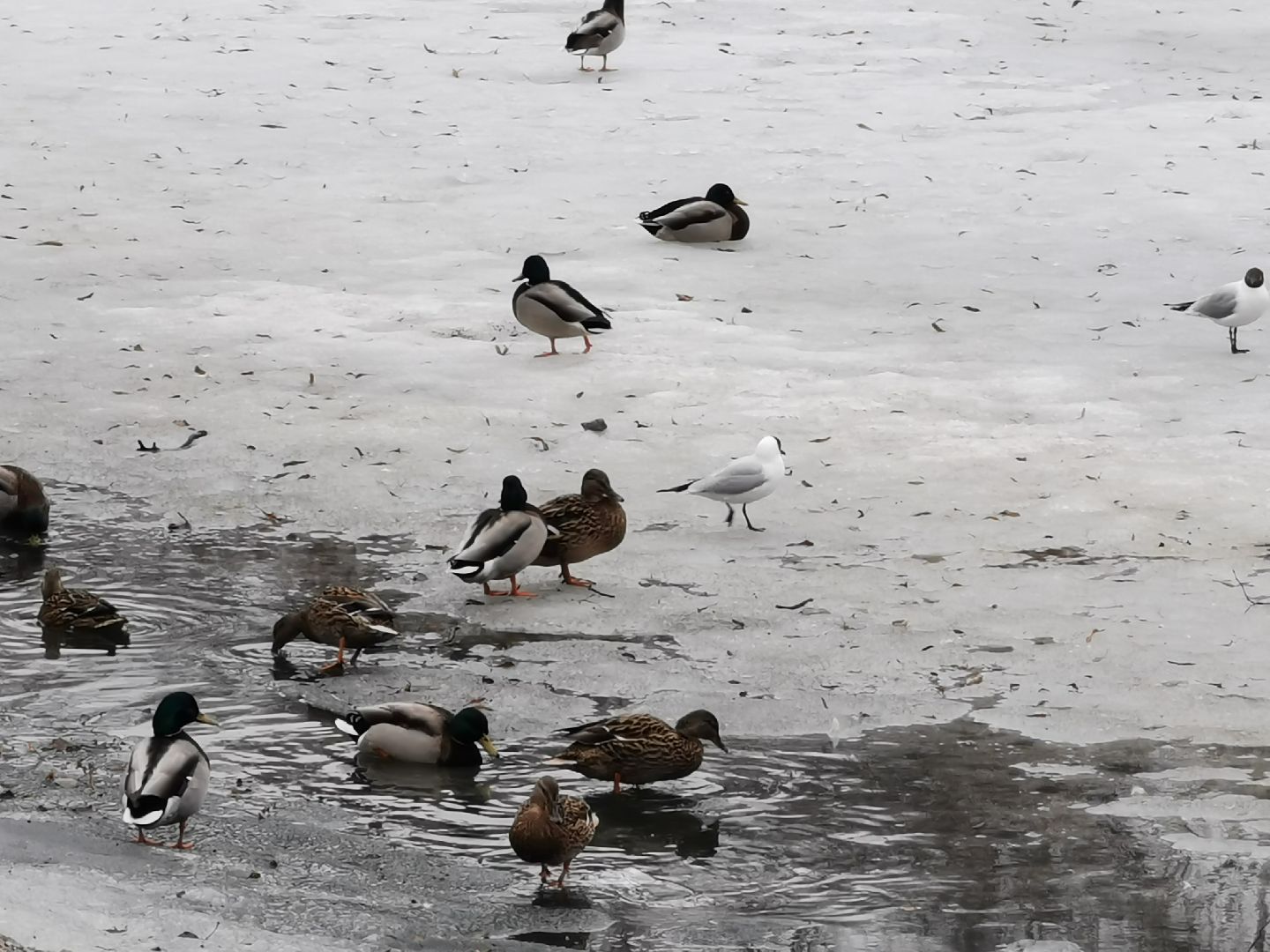 Экология, природа, птицы