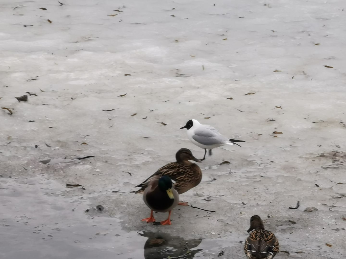 Экология, природа, птицы