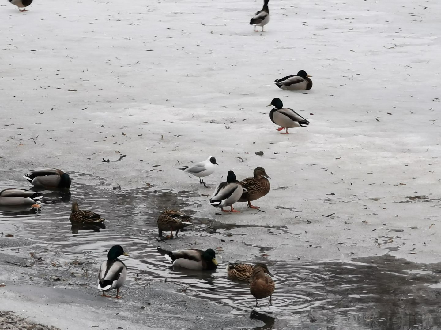 Экология, природа, птицы