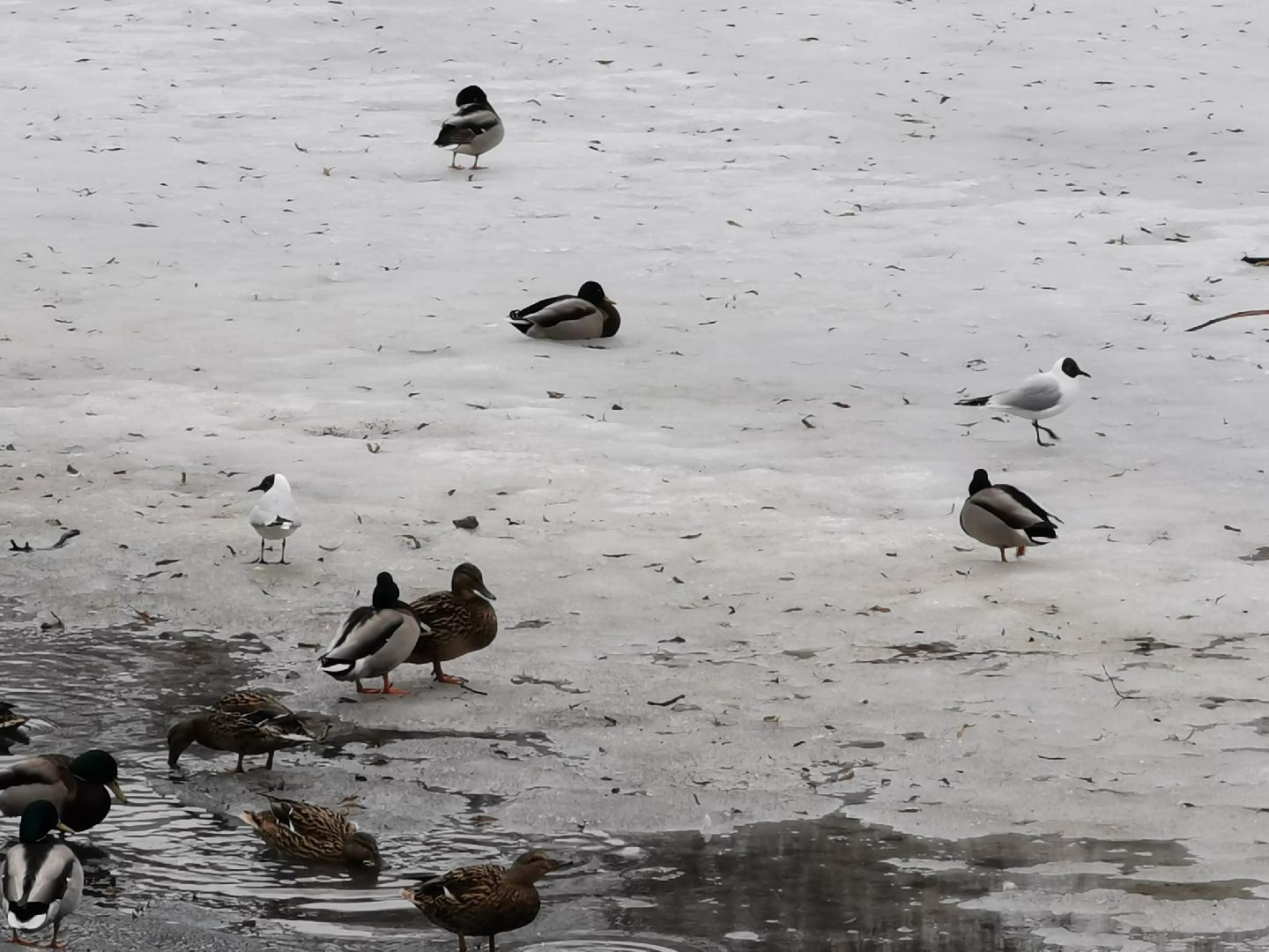 Экология, природа, птицы