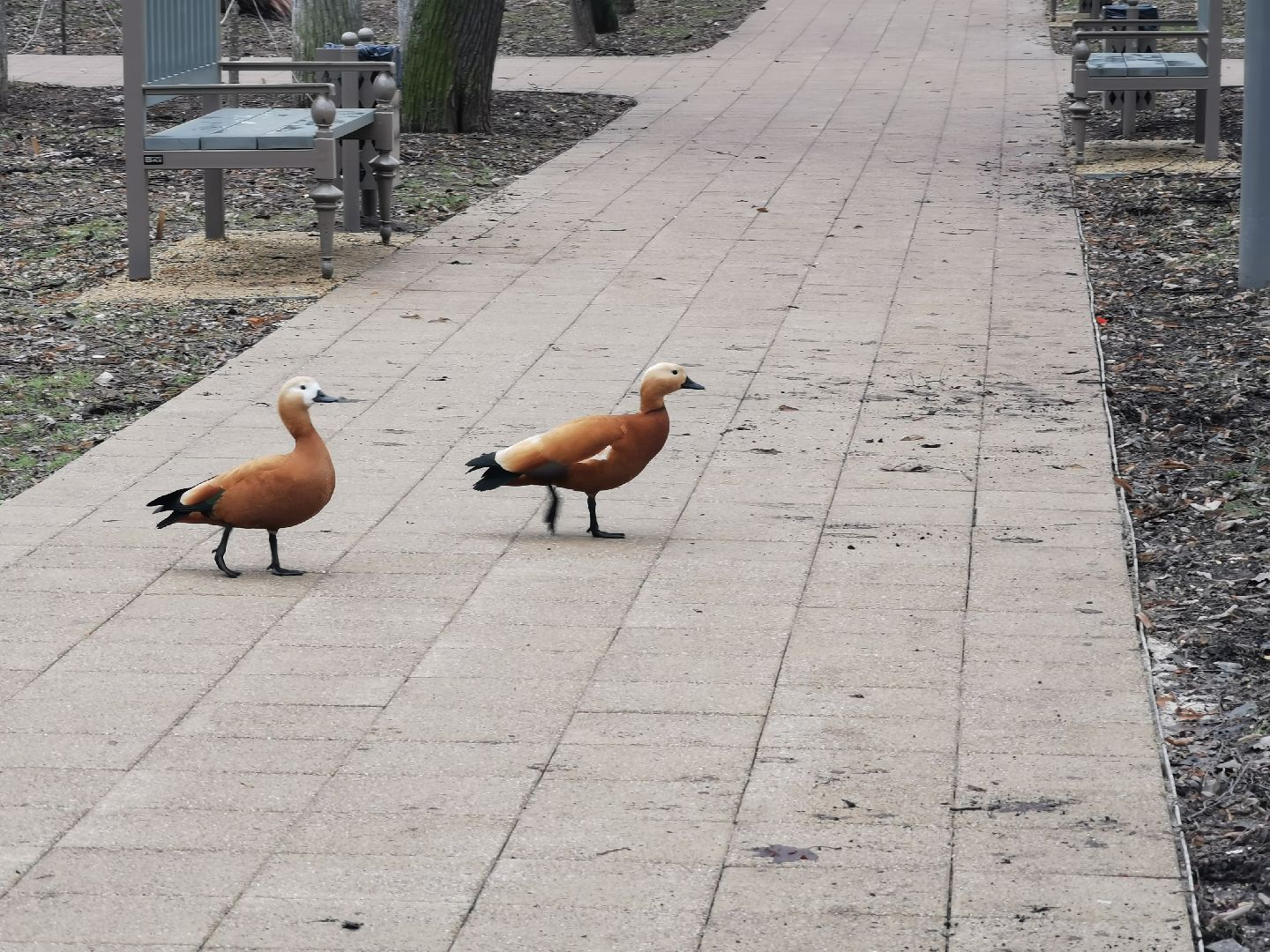 Экология, природа, птицы