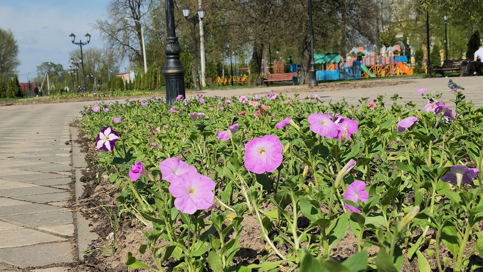 благоустройство, цветы, клумбы, Лосино-Петровский,