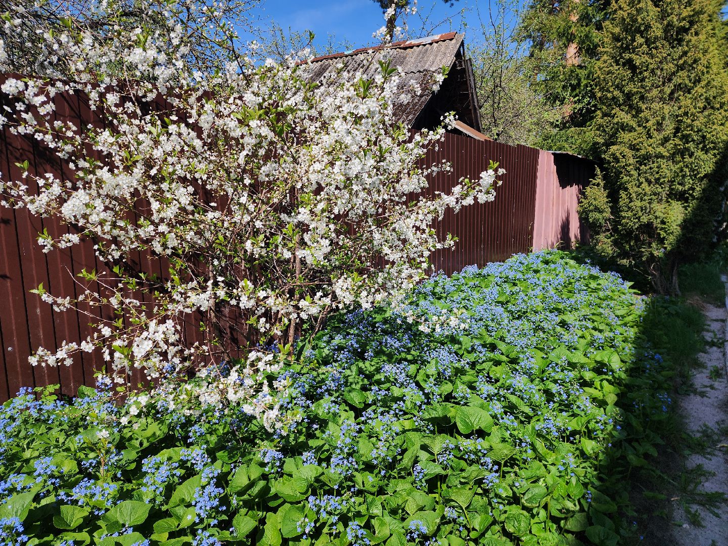 шатура, цветет черемуха, цветет вишня, первоцветы, весна, весна в городе,
