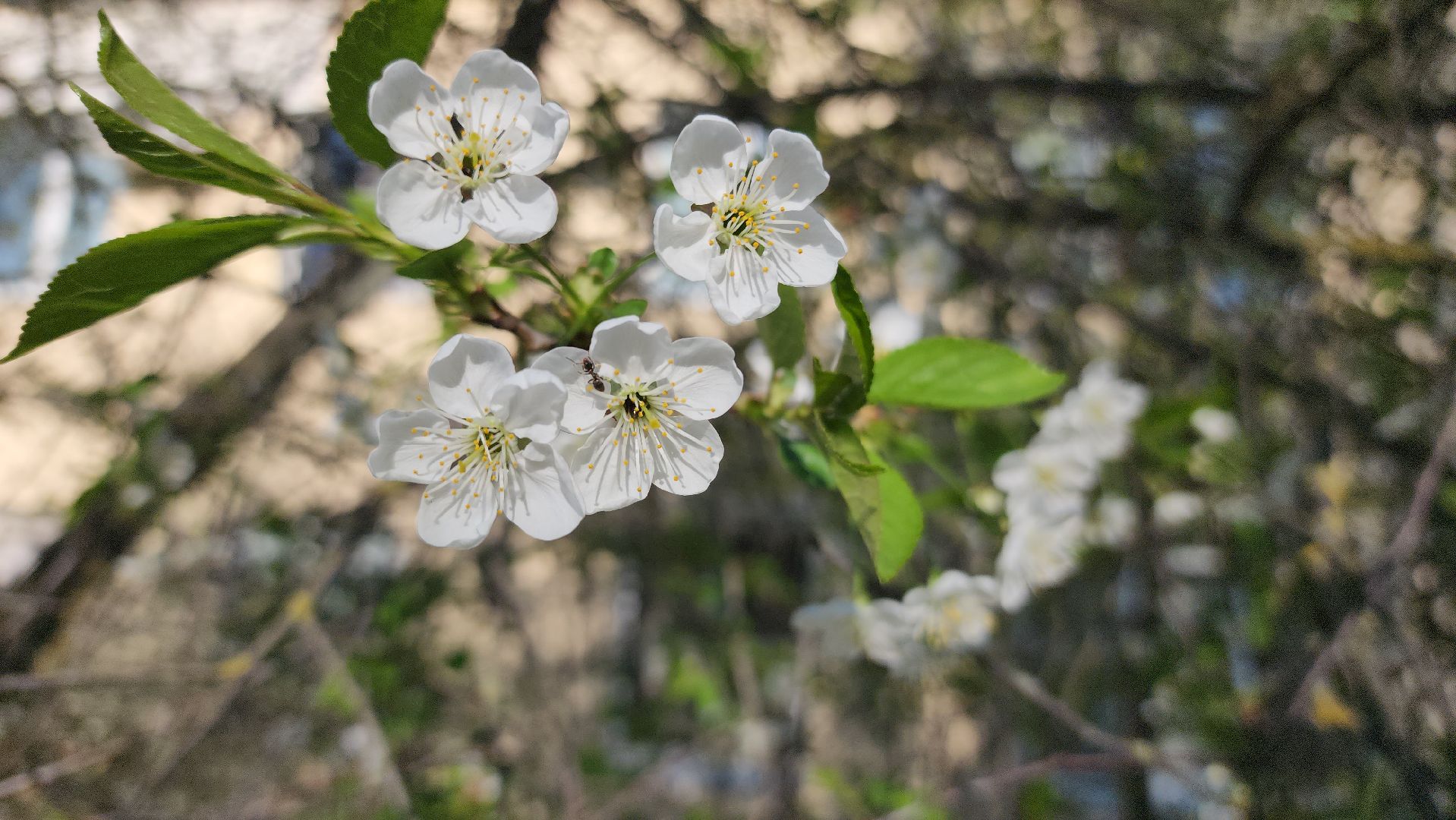 шатура, цветет черемуха, цветет вишня, первоцветы, весна, весна в городе,