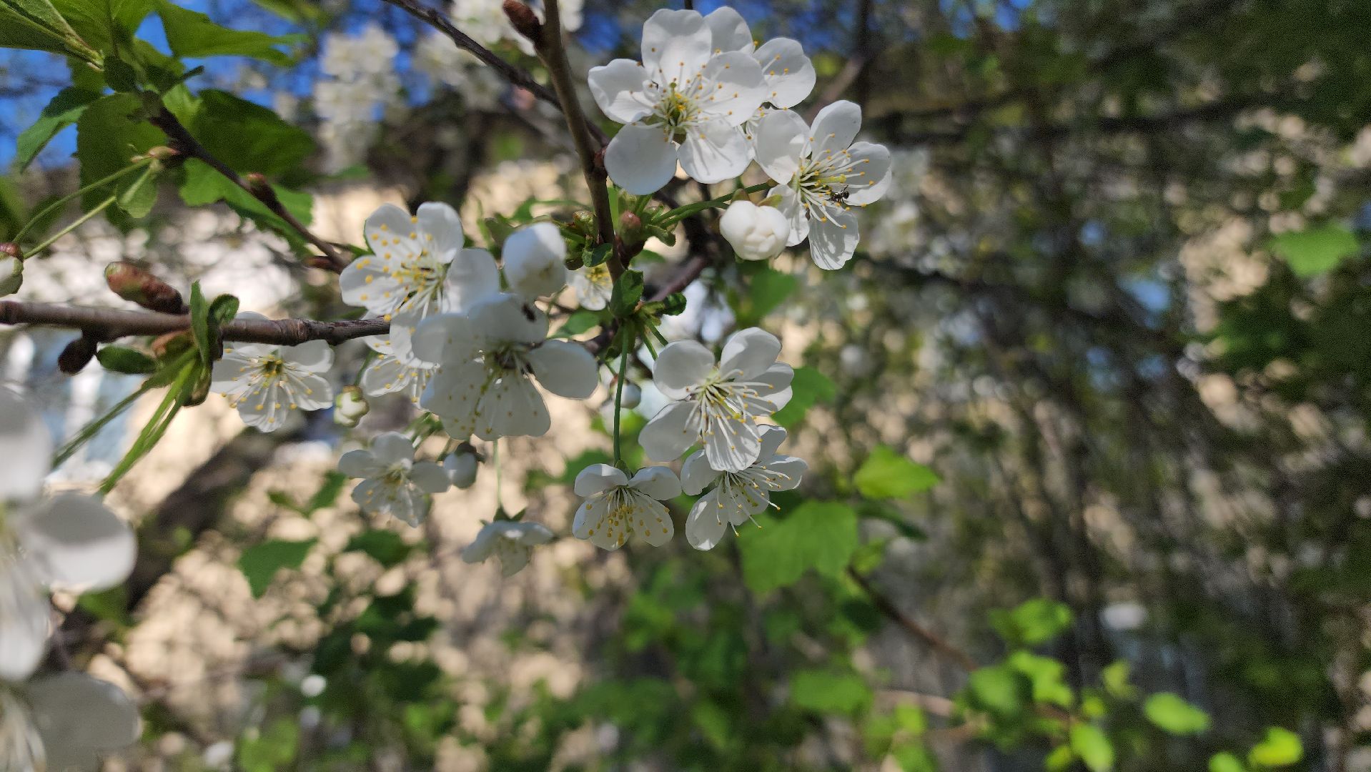 шатура, цветет черемуха, цветет вишня, первоцветы, весна, весна в городе,