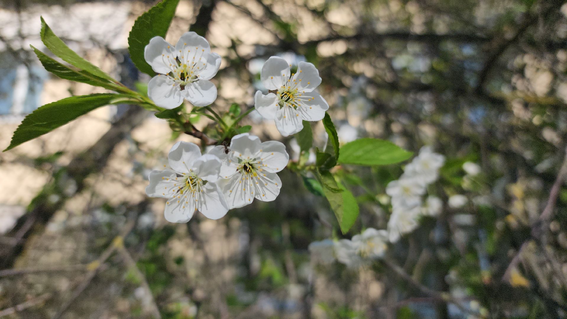 шатура, цветет черемуха, цветет вишня, первоцветы, весна, весна в городе,