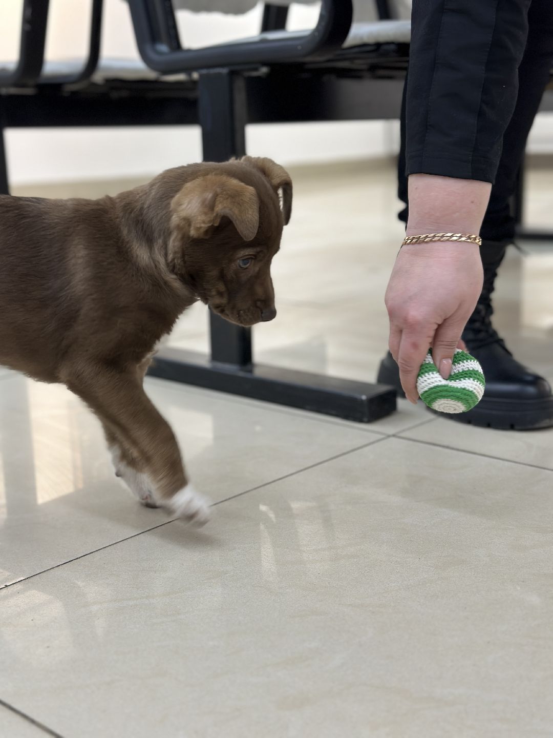 Реутов, СВО, волонтёры, Куба, щенок, посылка, гуманитарная помощь