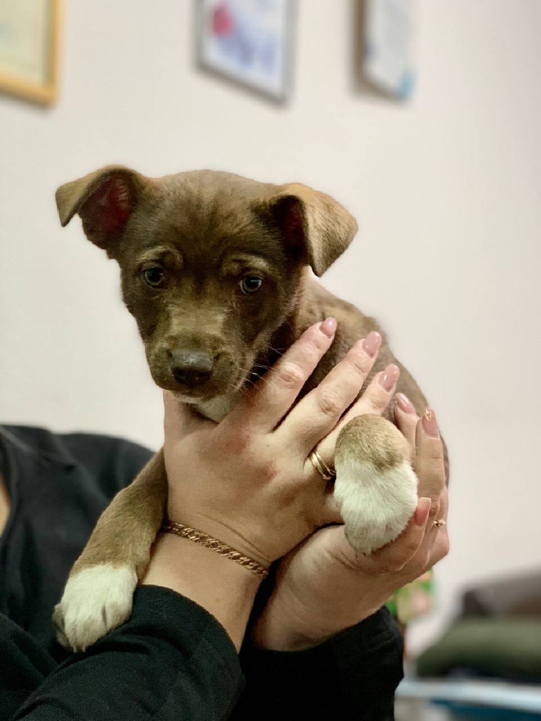 Реутов, СВО, волонтёры, Куба, щенок, посылка, гуманитарная помощь