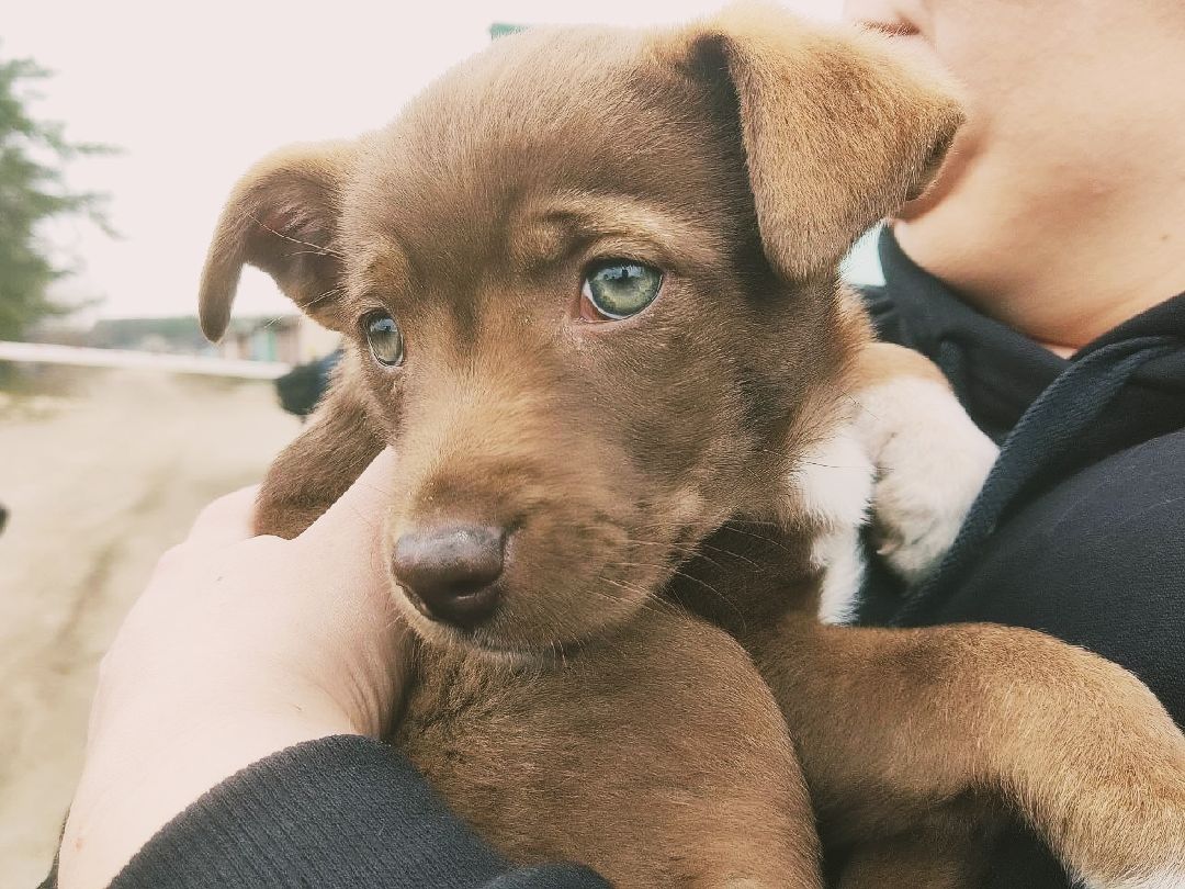 Реутов, СВО, волонтёры, Куба, щенок, посылка, гуманитарная помощь