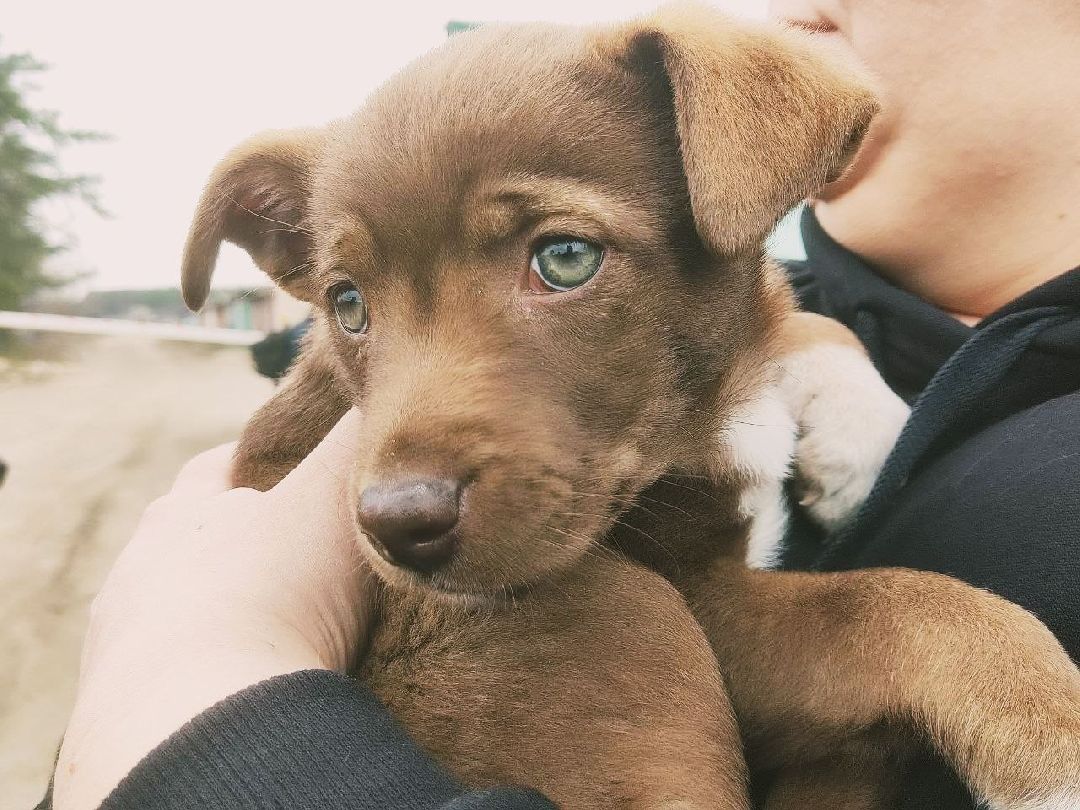 Реутов, СВО, волонтёры, Куба, щенок, посылка, гуманитарная помощь