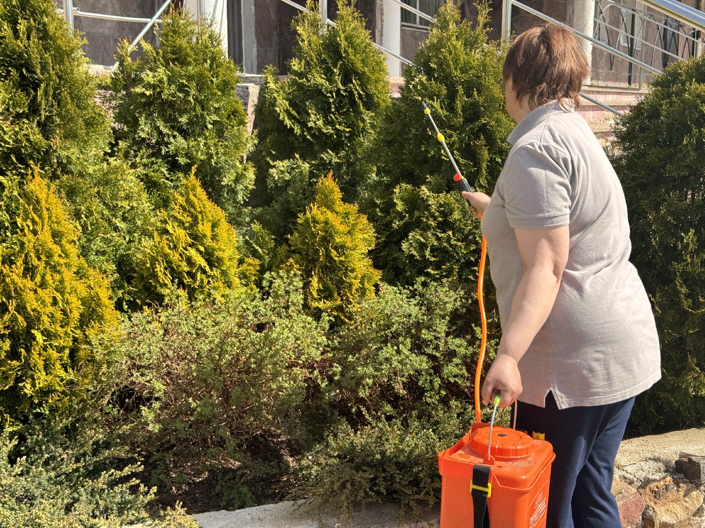 шаховская, озеленение, хвойные растения, благоустройсво,