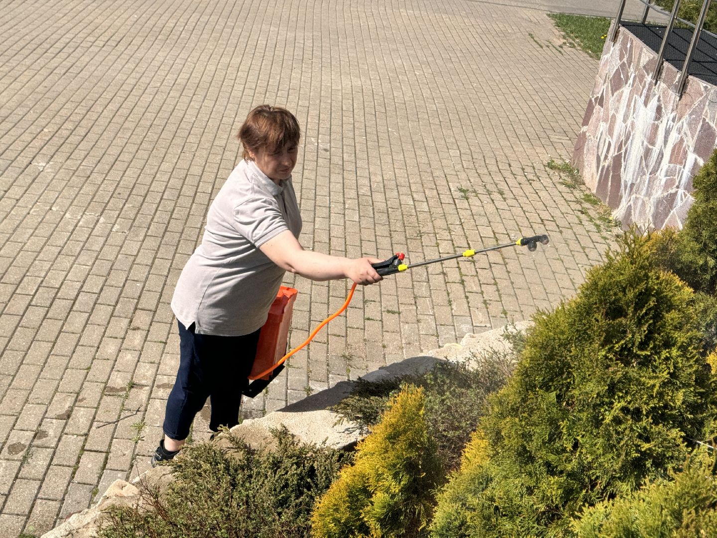 шаховская, озеленение, хвойные растения, благоустройсво,