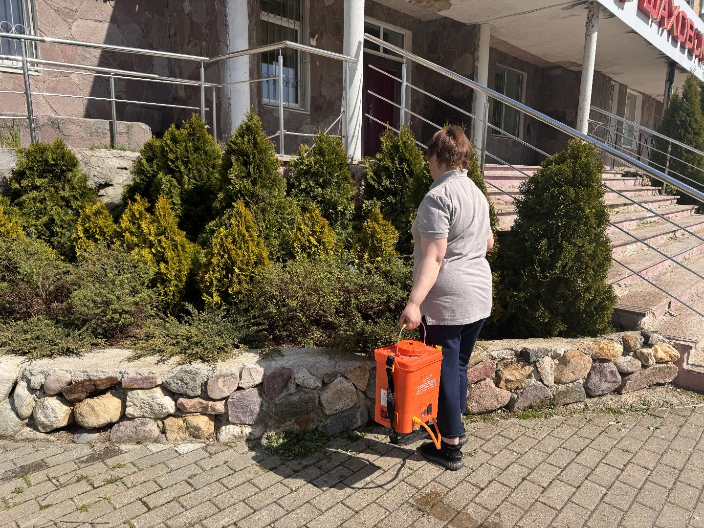 шаховская, озеленение, хвойные растения, благоустройсво,