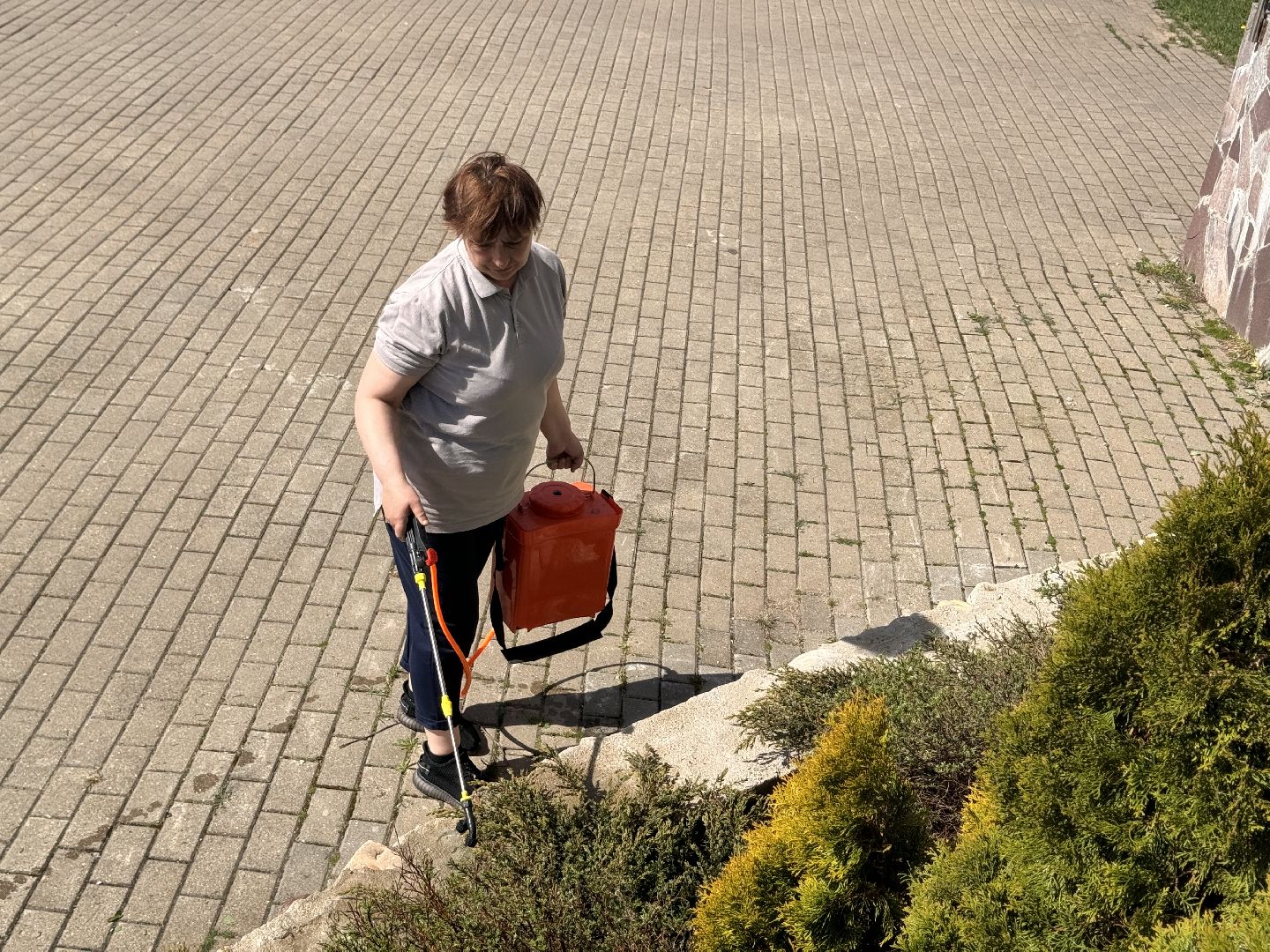 шаховская, озеленение, хвойные растения, благоустройсво,