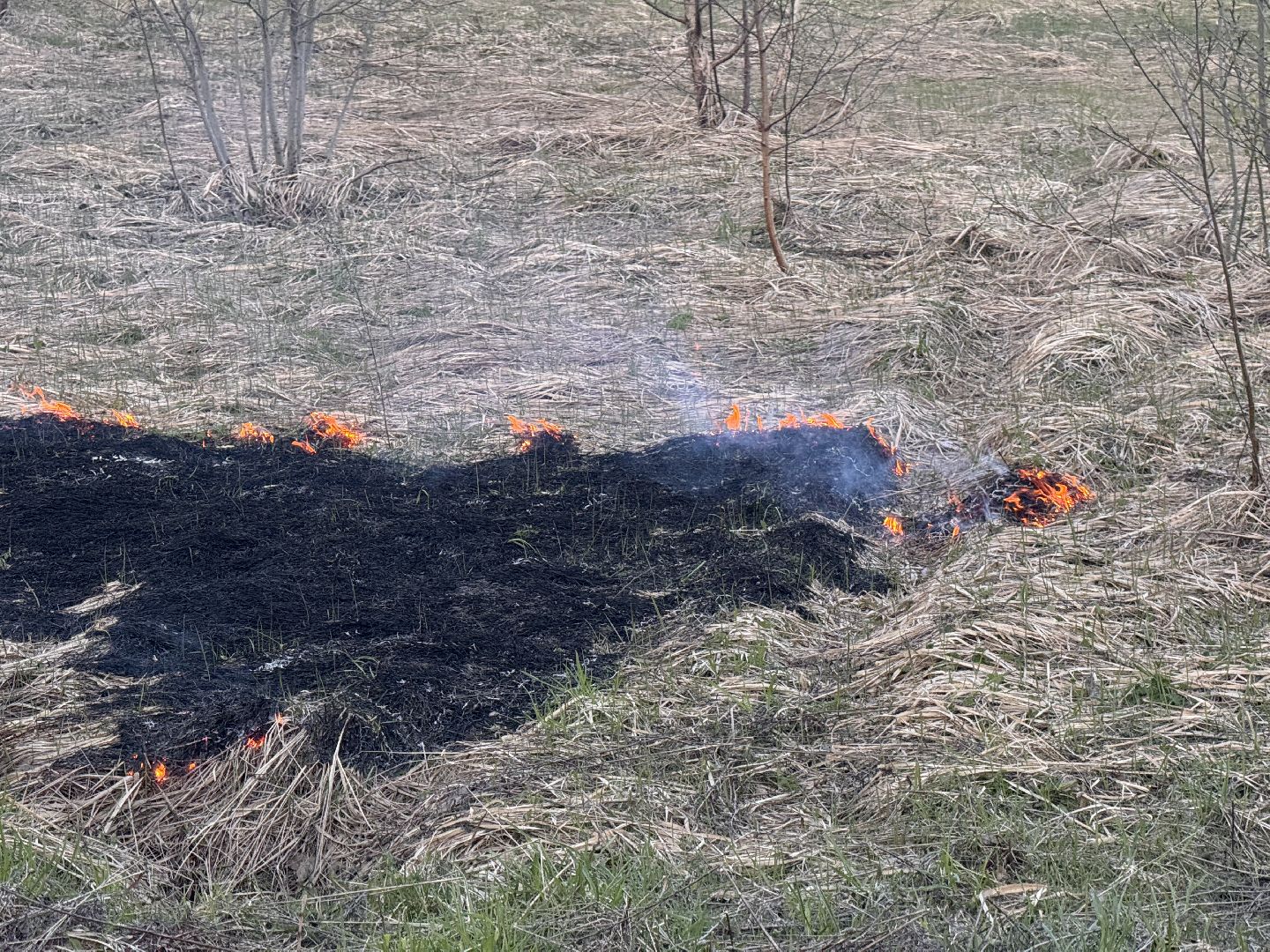 шаховская, мчс россии, пал травы,