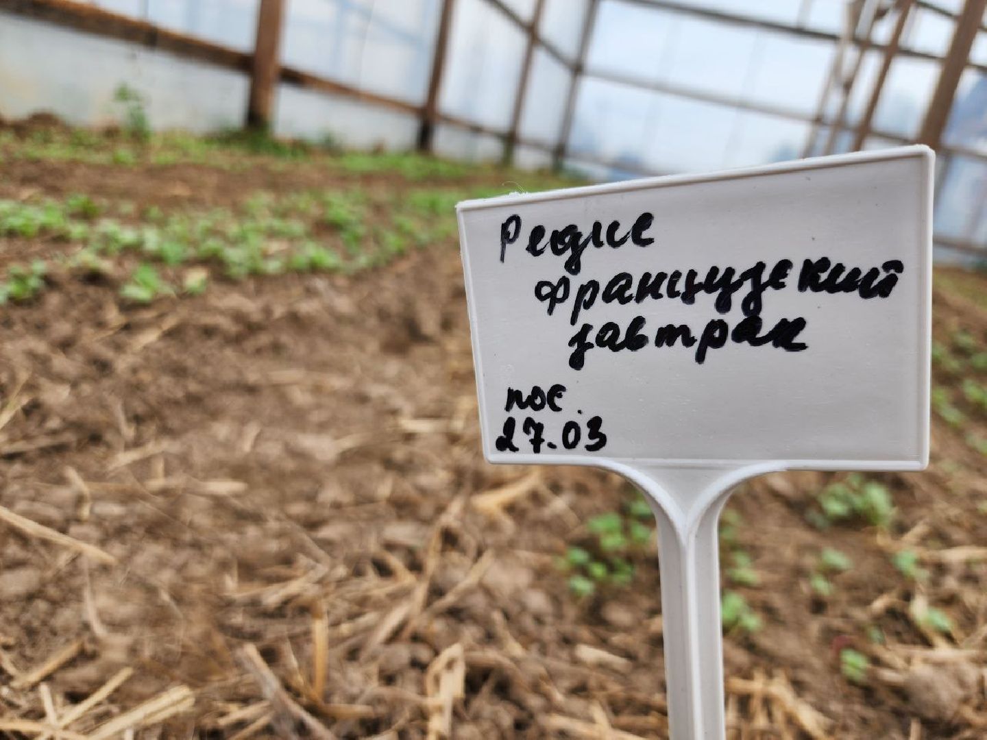 можайск, можайский городской округ, подмосковье, сельское хозяйство, овощи, зелень, органическое земледелие, теплицы, колхоз,