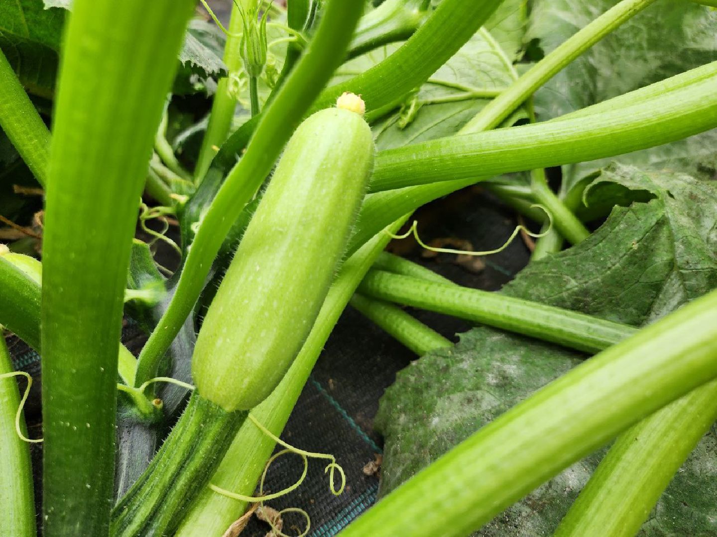 можайск, можайский городской округ, подмосковье, сельское хозяйство, овощи, зелень, органическое земледелие, теплицы, колхоз,