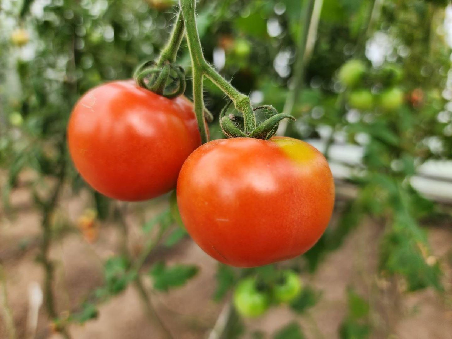 можайск, можайский городской округ, подмосковье, сельское хозяйство, овощи, зелень, органическое земледелие, теплицы, колхоз,