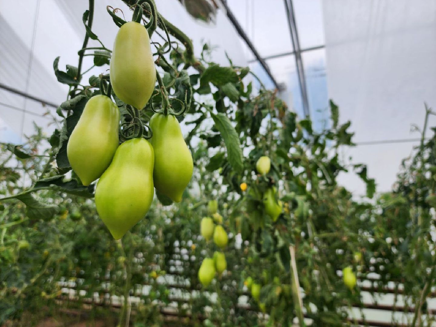 можайск, можайский городской округ, подмосковье, сельское хозяйство, овощи, зелень, органическое земледелие, теплицы, колхоз,