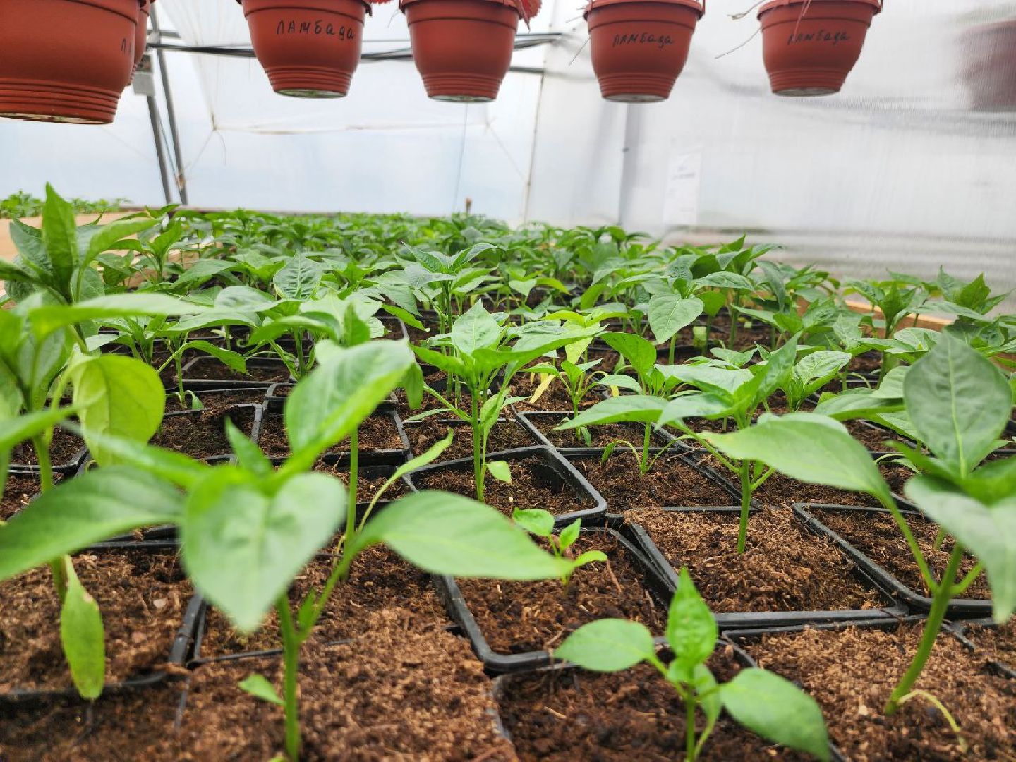 можайск, можайский городской округ, подмосковье, сельское хозяйство, овощи, зелень, органическое земледелие, теплицы, колхоз,