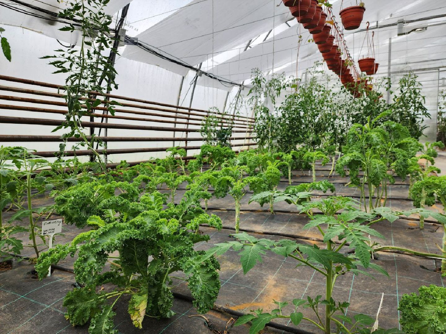 можайск, можайский городской округ, подмосковье, сельское хозяйство, овощи, зелень, органическое земледелие, теплицы, колхоз,