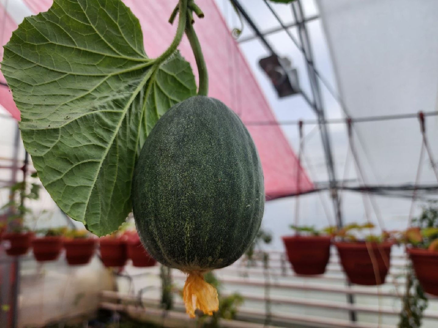 можайск, можайский городской округ, подмосковье, сельское хозяйство, овощи, зелень, органическое земледелие, теплицы, колхоз,