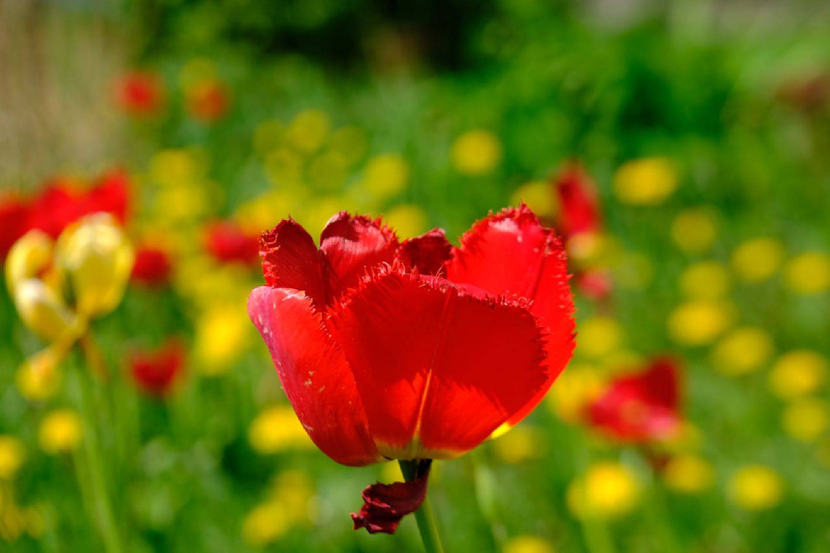 пущино, серпухов, благоустройство, цветы,