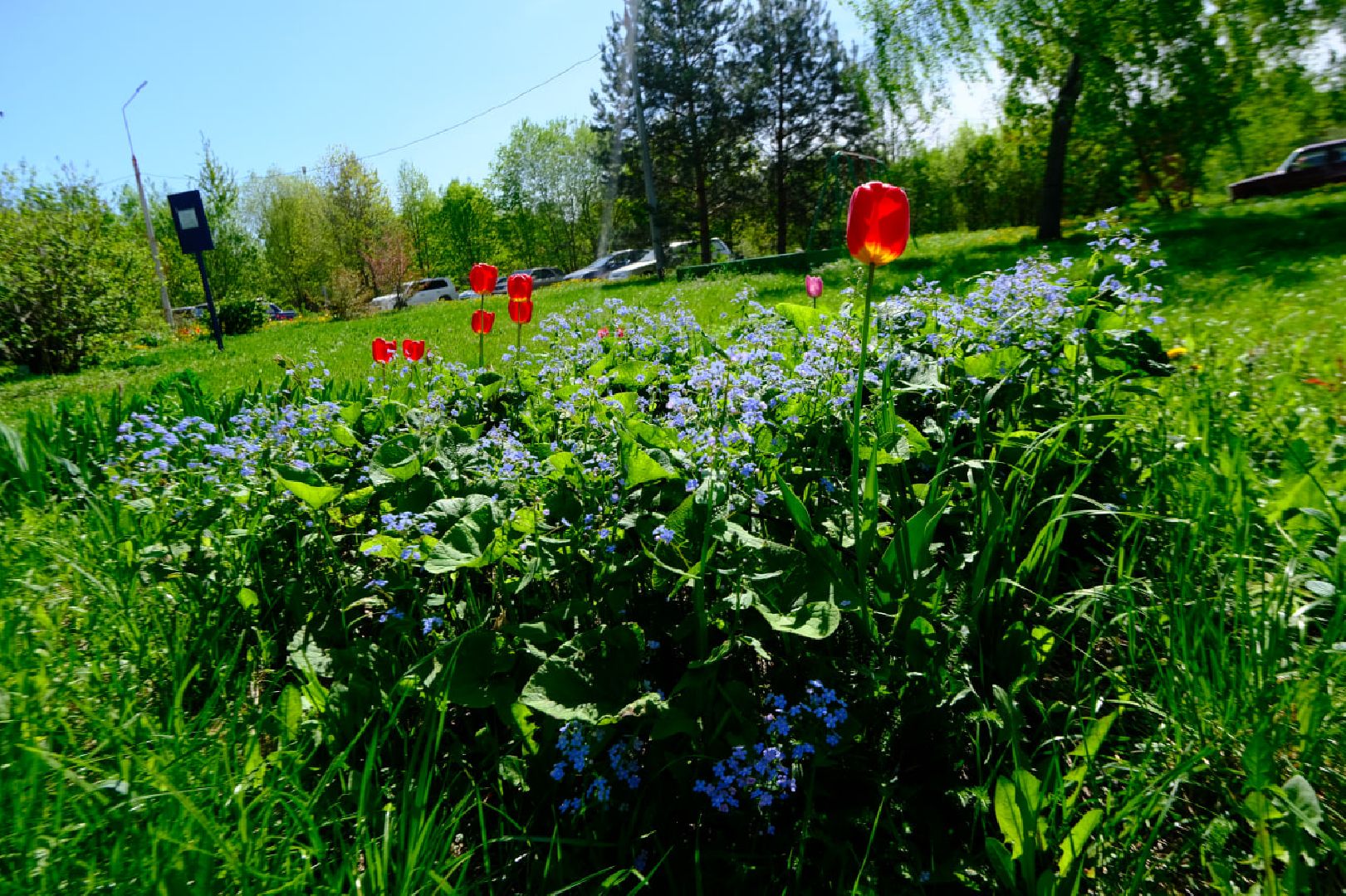 пущино, серпухов, благоустройство, цветы,