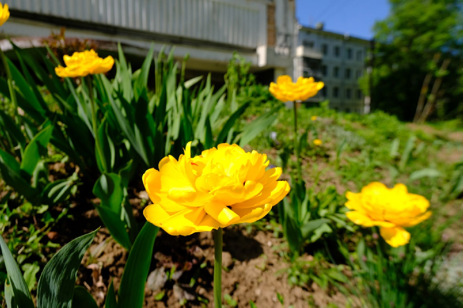 пущино, серпухов, благоустройство, цветы,