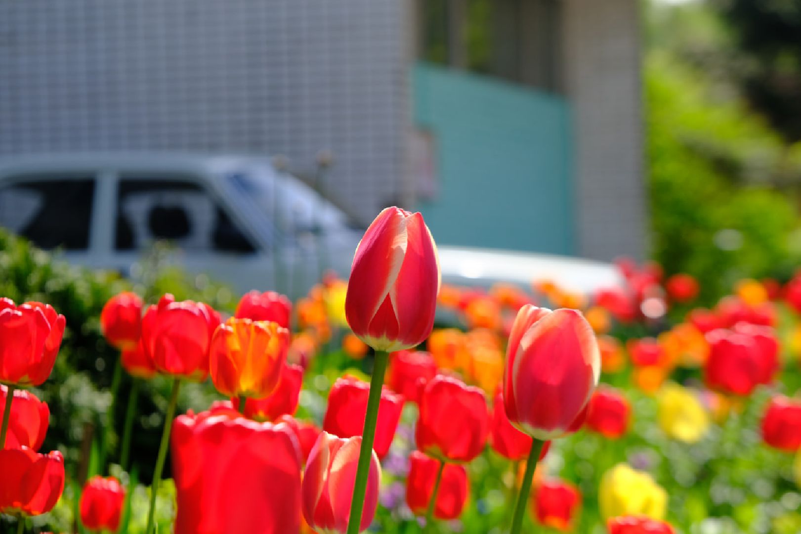 пущино, серпухов, благоустройство, цветы,