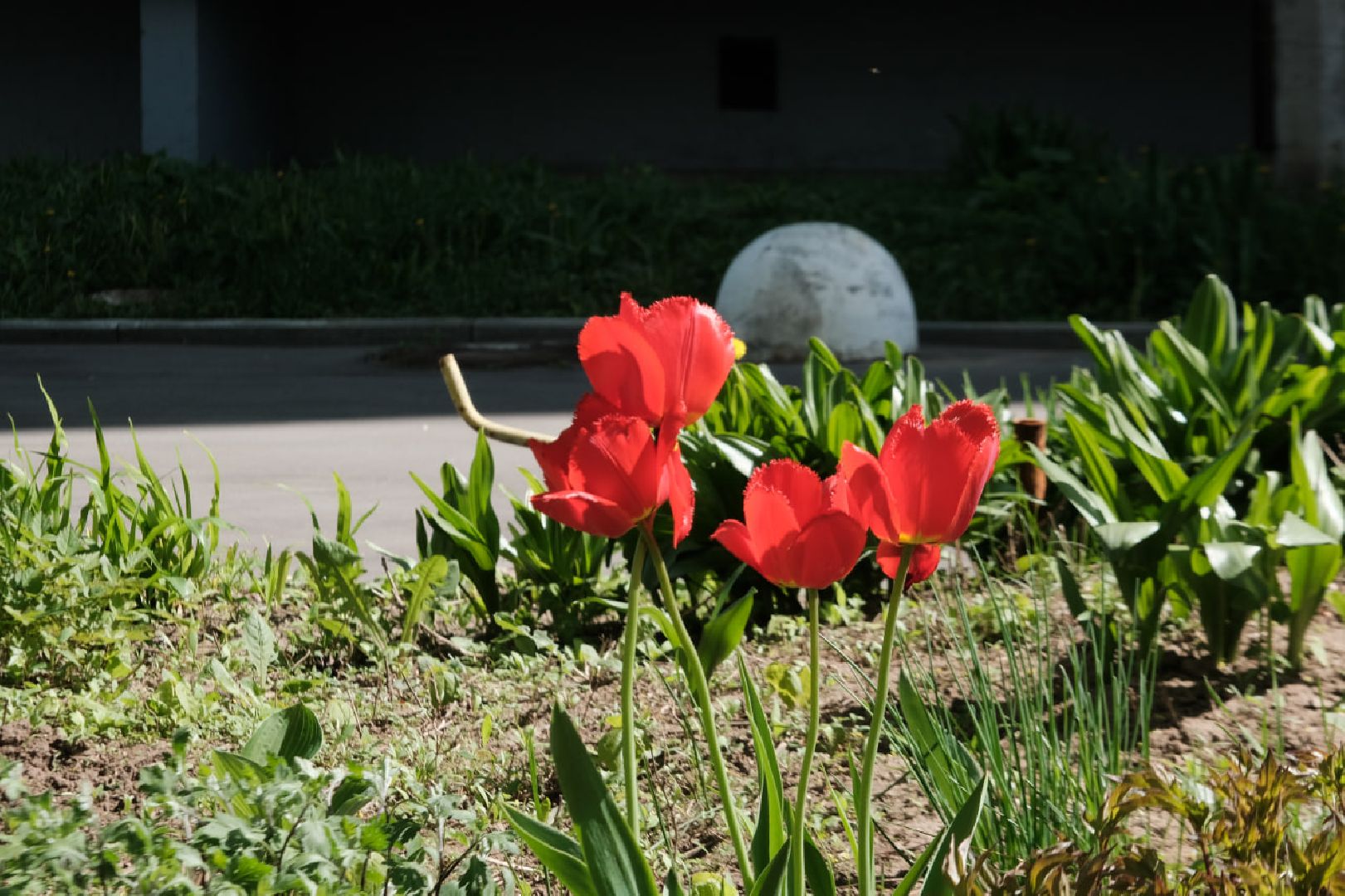 пущино, серпухов, благоустройство, цветы,