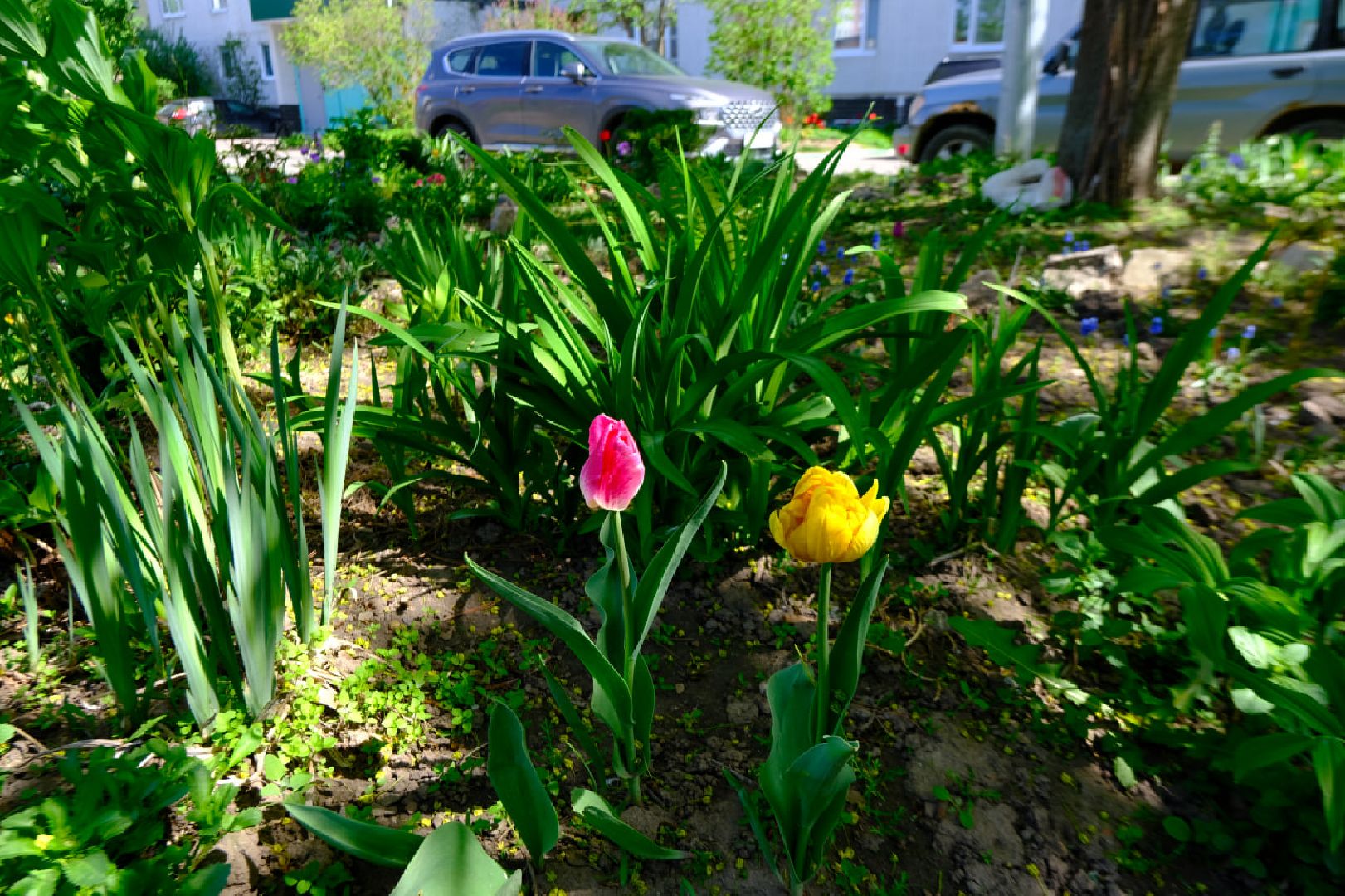 пущино, серпухов, благоустройство, цветы,